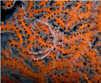 taken on night dive at maeda point okinawa japan by Tim Casey 